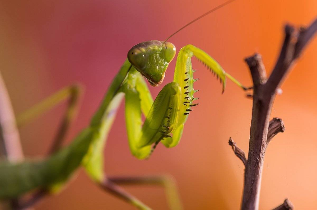 , Александр Земляной