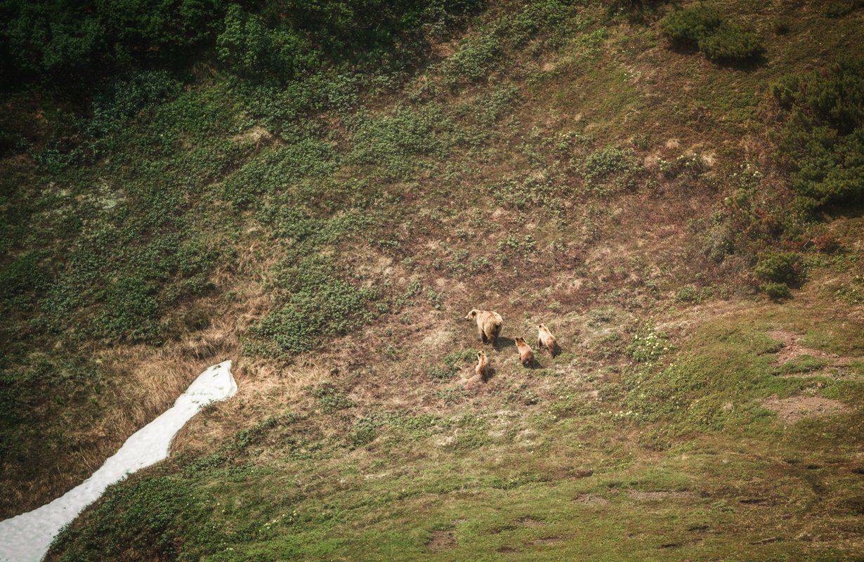 камчатка,медведи,животные,природа,россия,фототур,путешествие, Elena Pakhalyuk