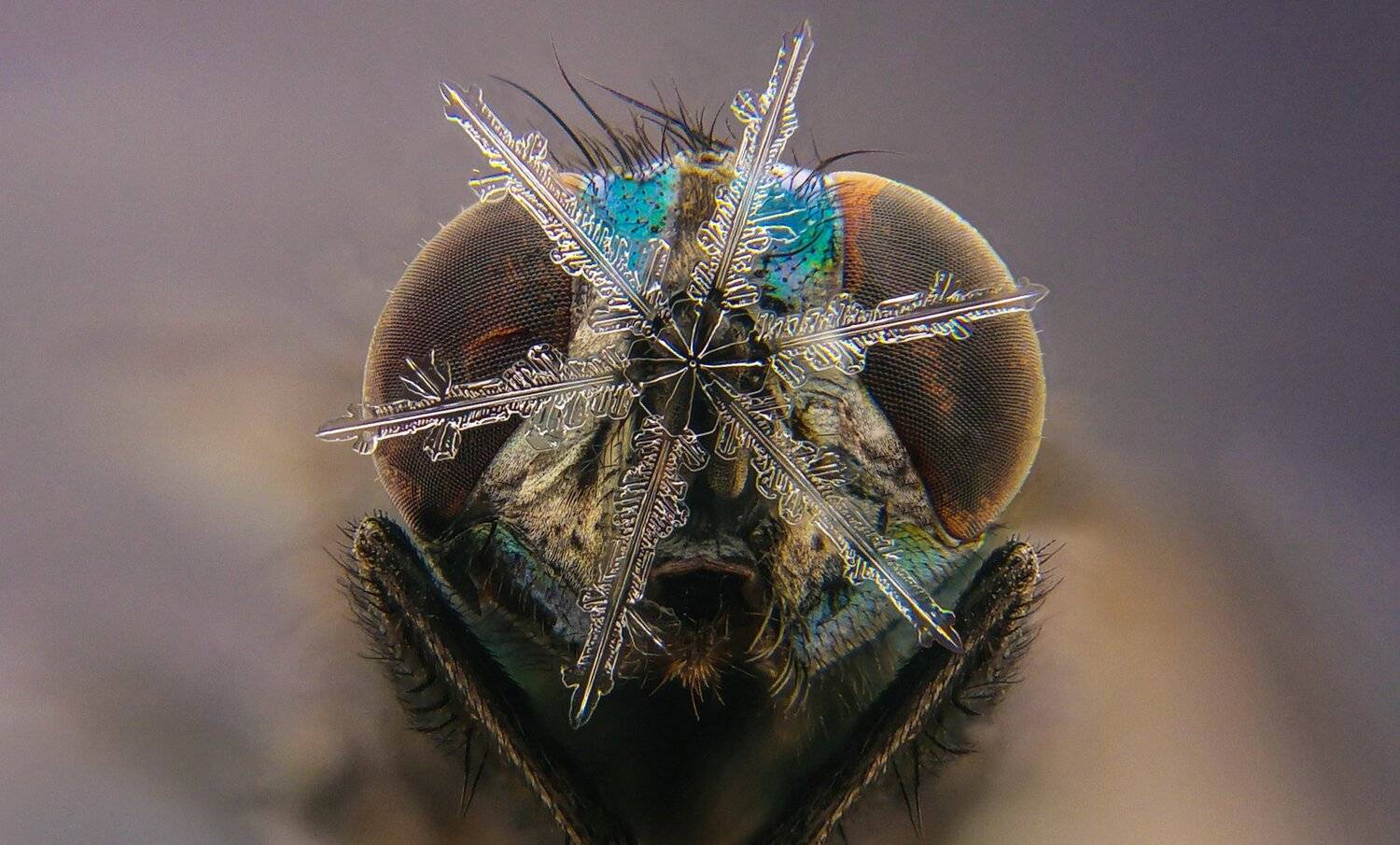 ceclii, macro, extrememacro, Tsvetan Ganev