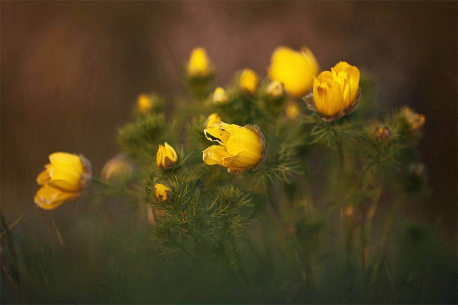 , Наталья Ова