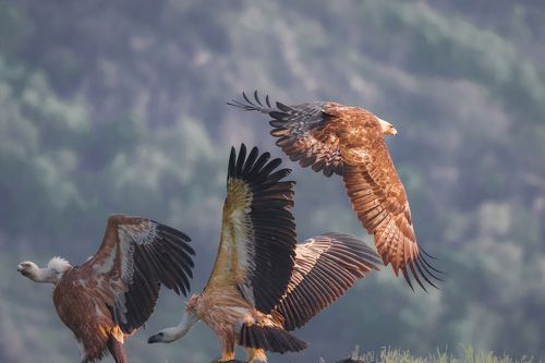 орел ( golden eagle )