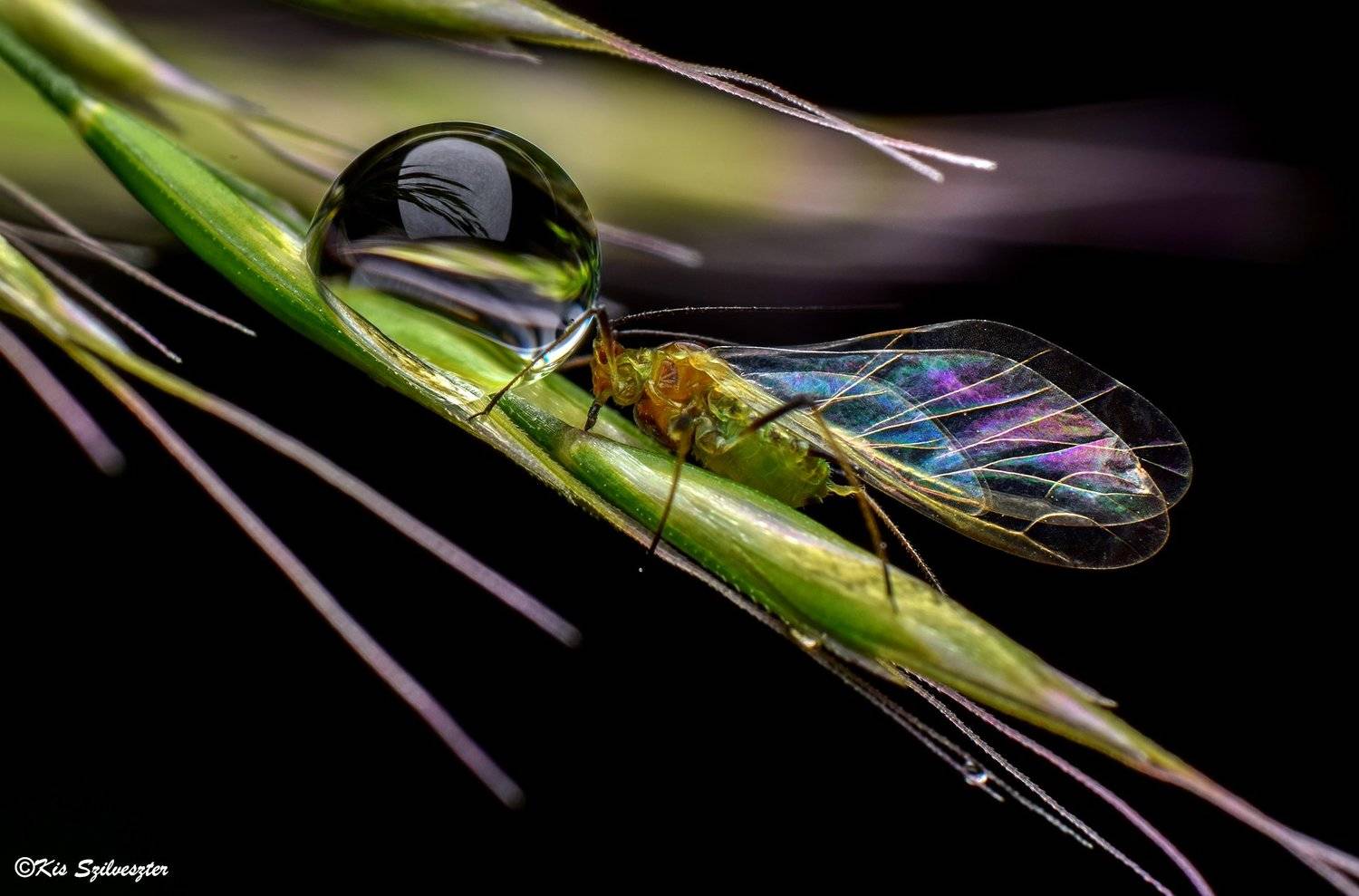 #macro, #nature, #macrophotography, #aphid, #reverselens, #insectphotography, #dewdrop, Kis Szilveszter