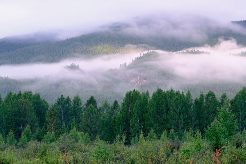 Туман над тайгой фото превью