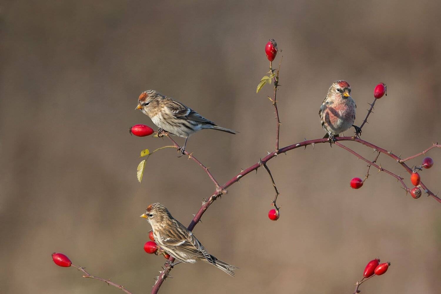 , Arkadiusz Michalak