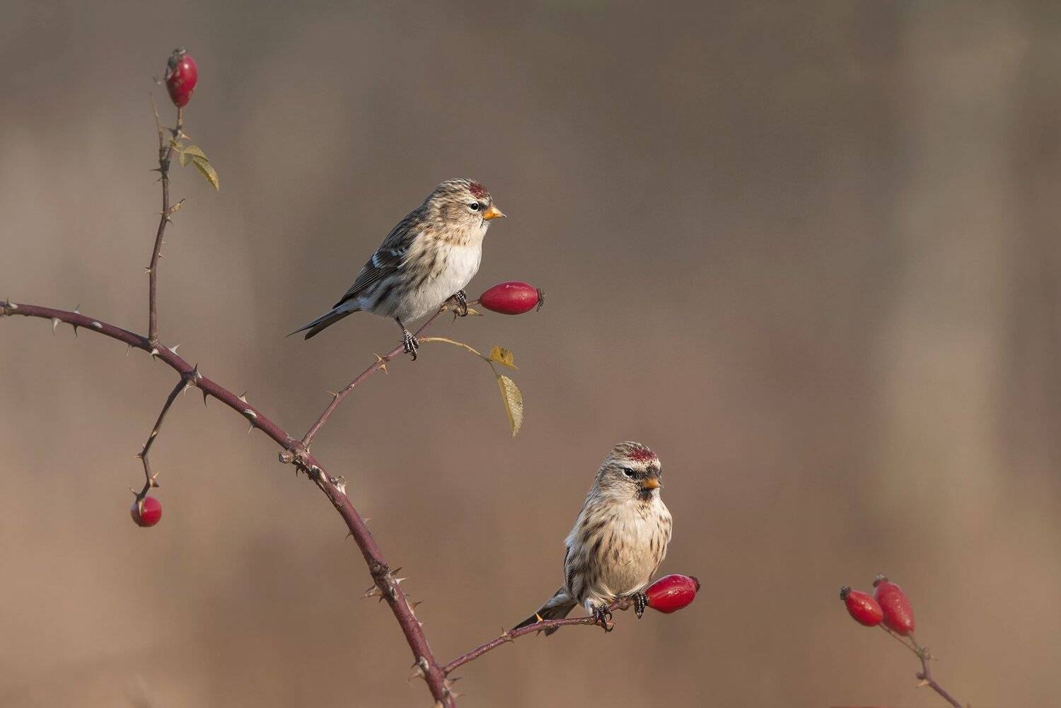 , Arkadiusz Michalak