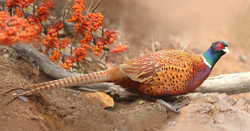 Обыкновенный фазан.(Phasianus colchicus) фото превью