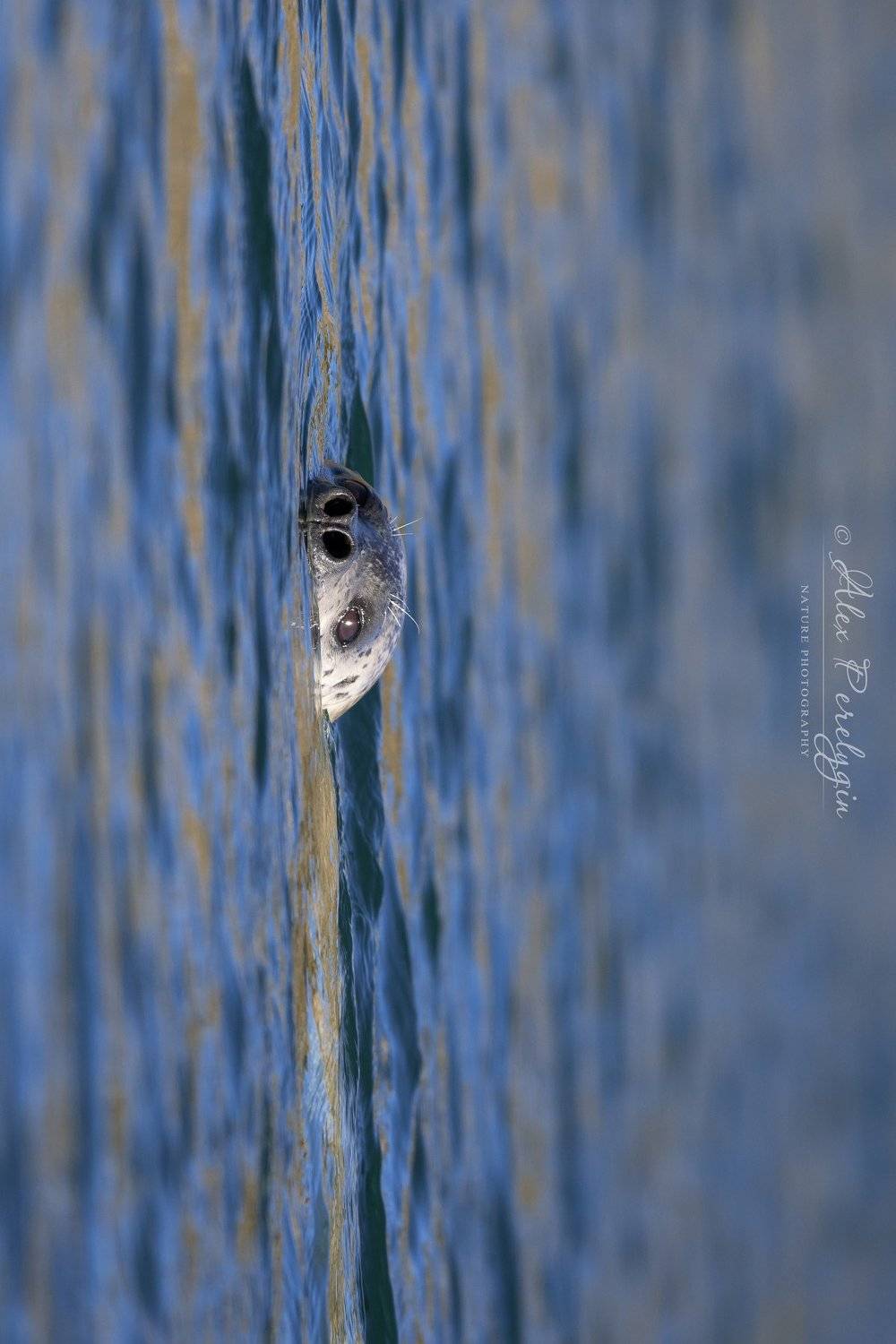 , Алексей Перелыгин