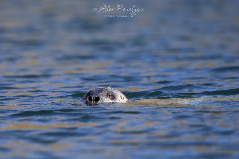 Тблень лагра фото превью