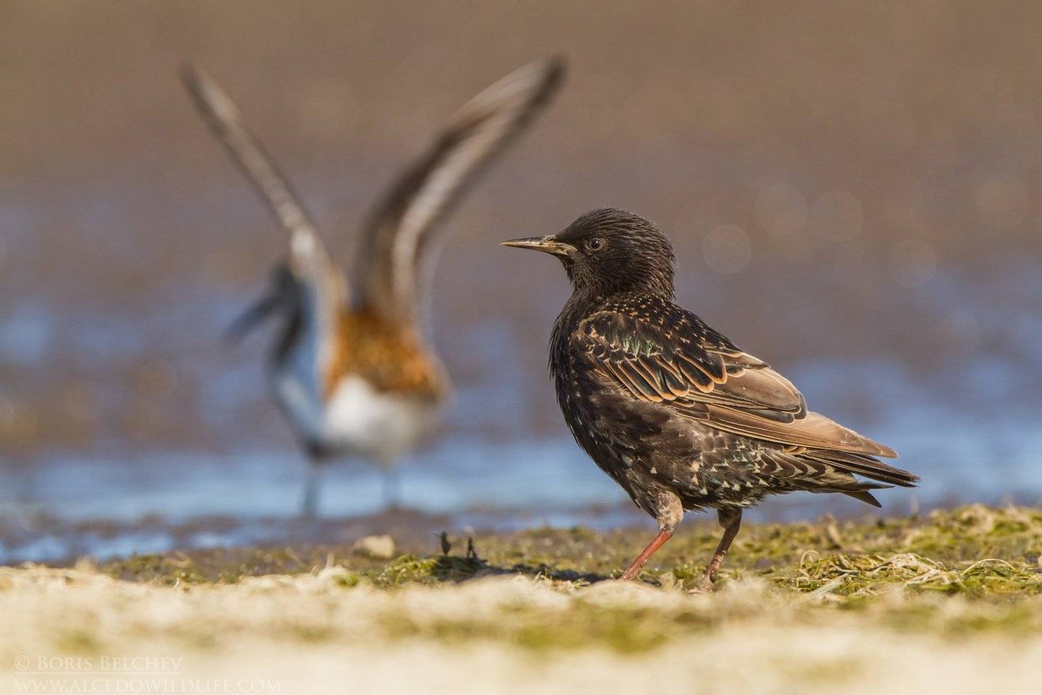 , Борис Белчев