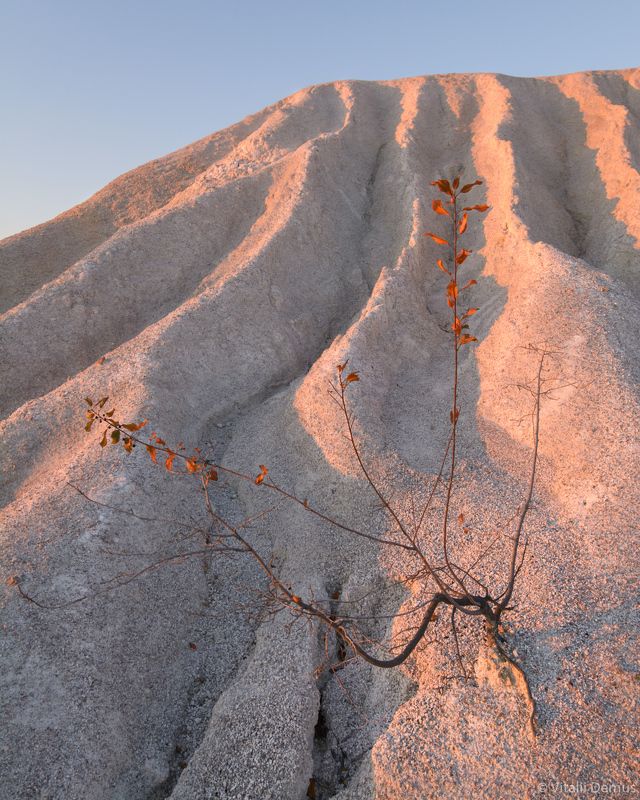 осень, желтый, рассвет,  утро, природа, свет, солнечный свет, лучи солнца, куст, засуха О желании жить. Окрестности Актовского каньона. фото превью