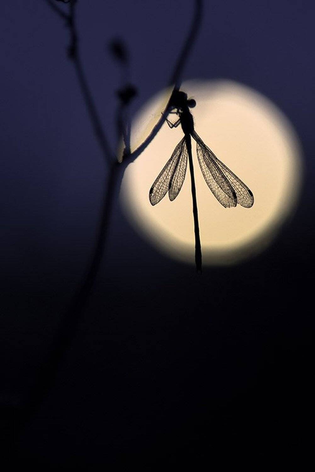 macro,макро, Евгений Лукашук