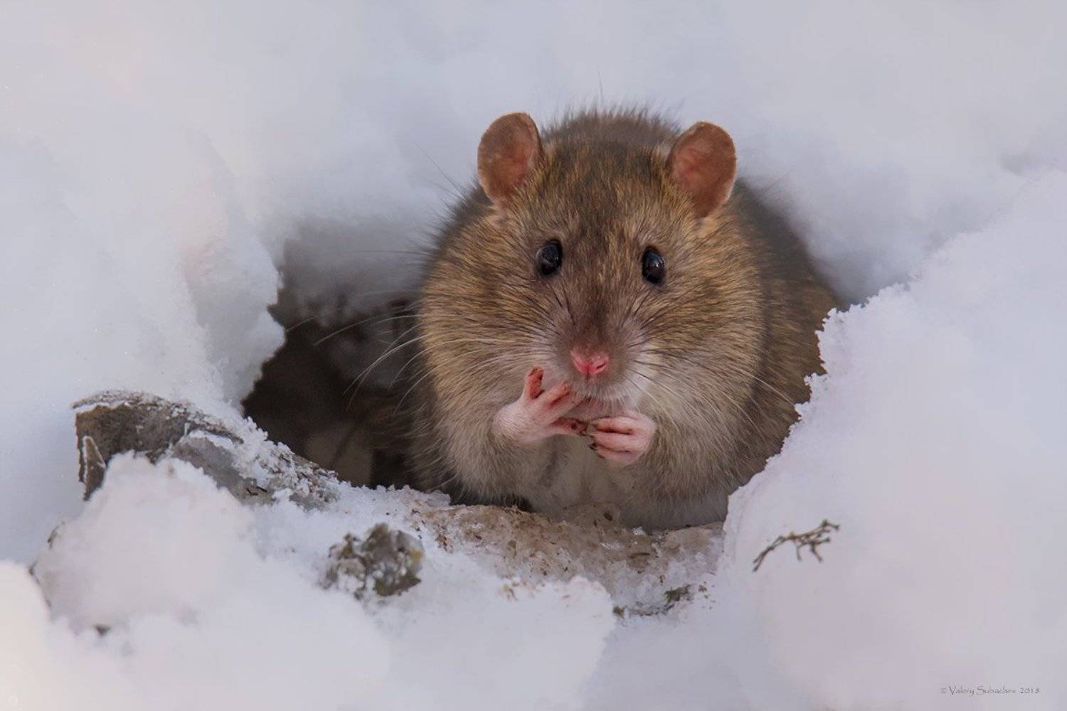 , Валерий Субачев