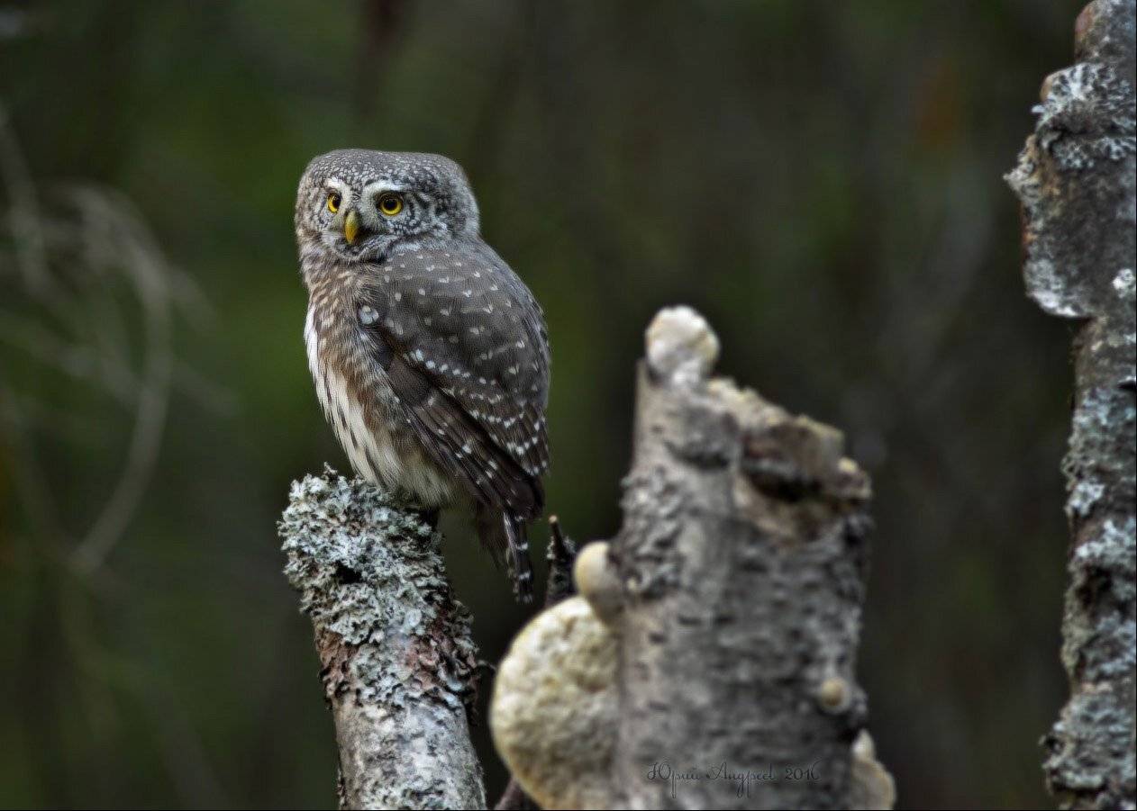 сыч воробьиный glaucidium passerinum сова сыч-воробей лес глушь, Юрий Андреев