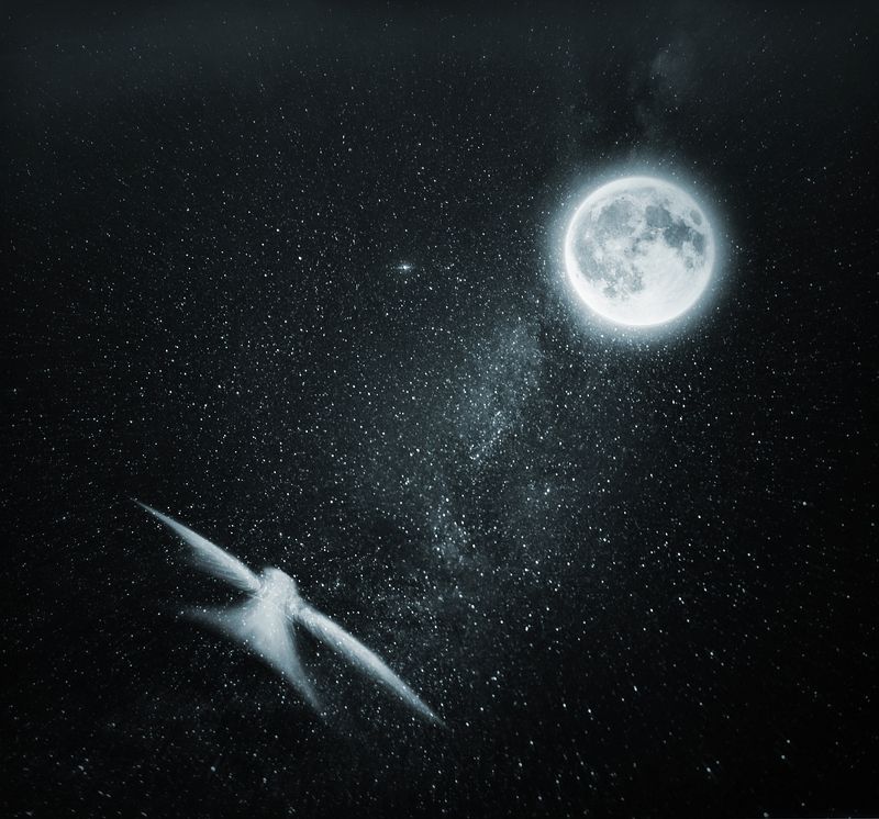 The Blue Bird фото превью