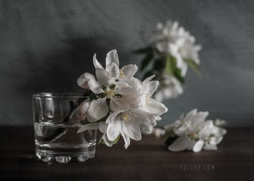 Про цветки яблони...