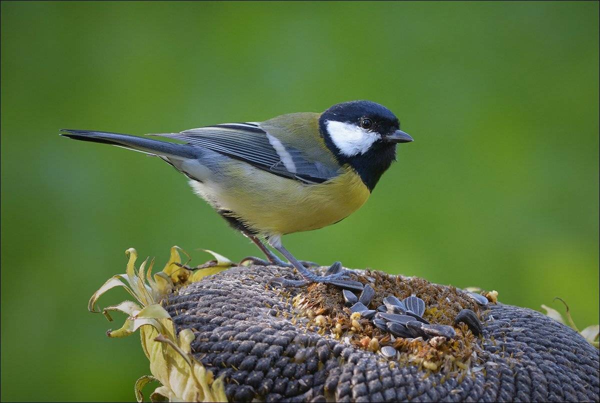 большая синица, Андрей Медведев