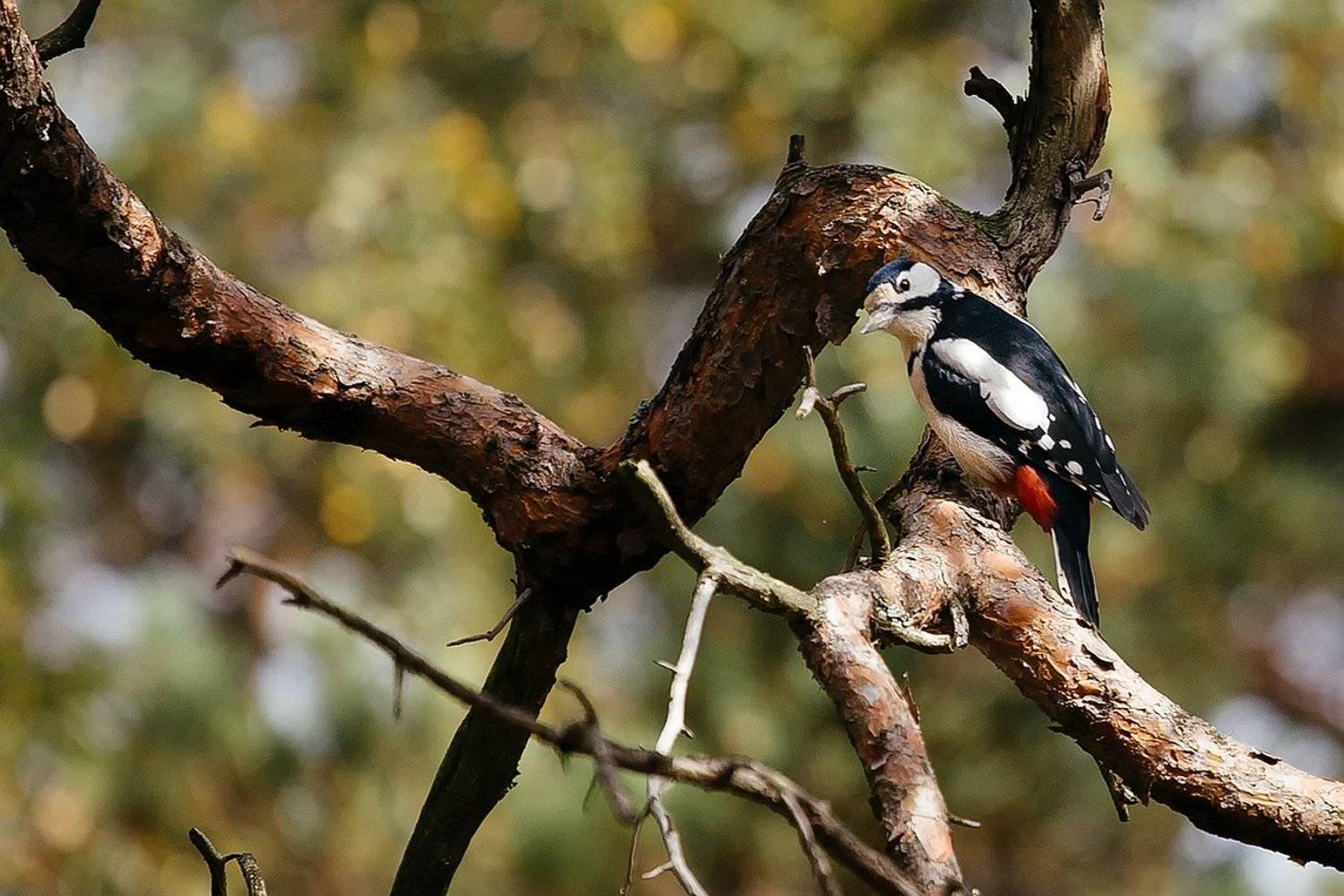 , Илья Мусатов