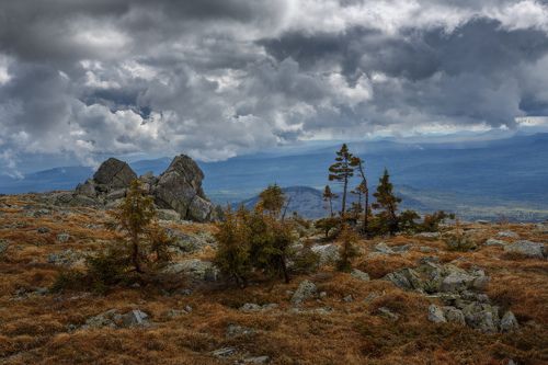 Дотянуться до небес или на камнях растут деревья