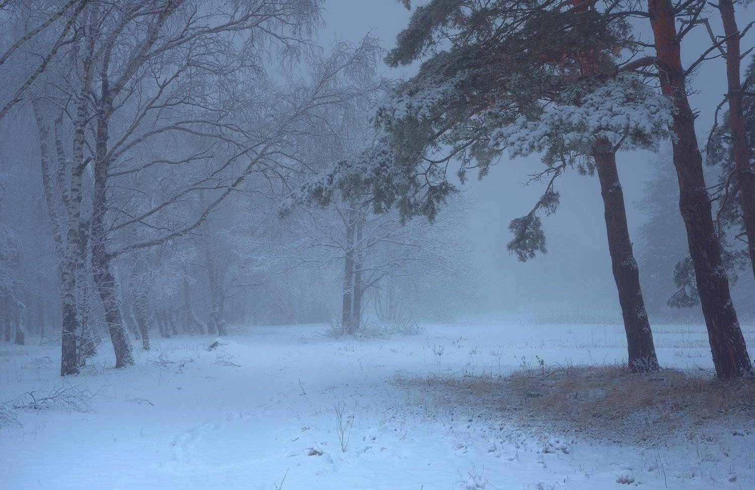 зима лес снег утро туман, Александр Жарников