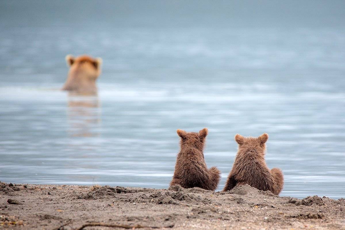 камчатка, медведь, озеро, природа, путешествие, животные, фототур, , Денис Будьков