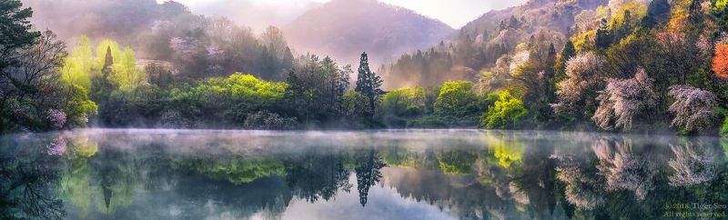 reflection flower water spring trees mountain landscape fog sunrise morning Korea sound of season фото превью