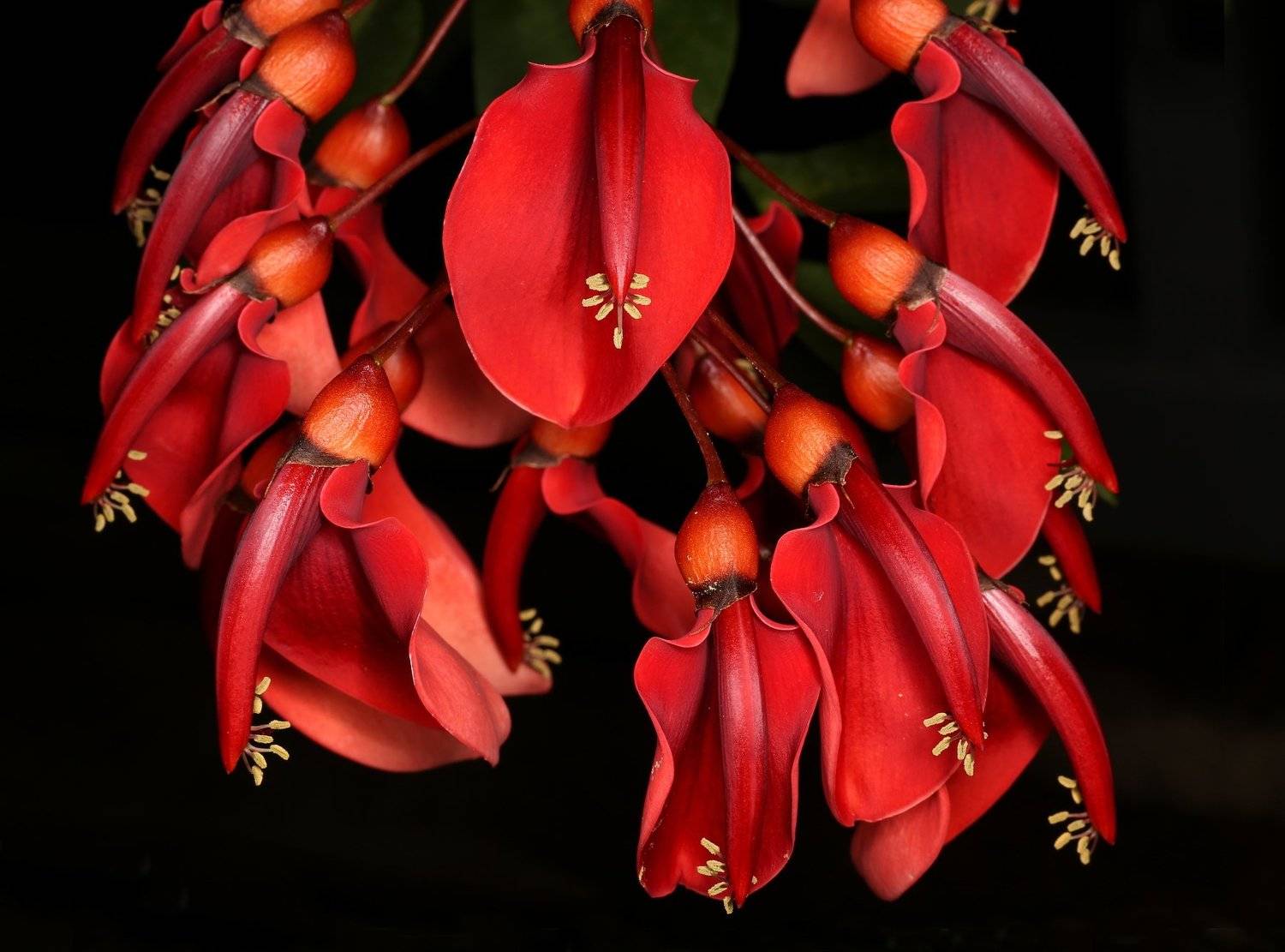 Эритрина , Александр Зорин