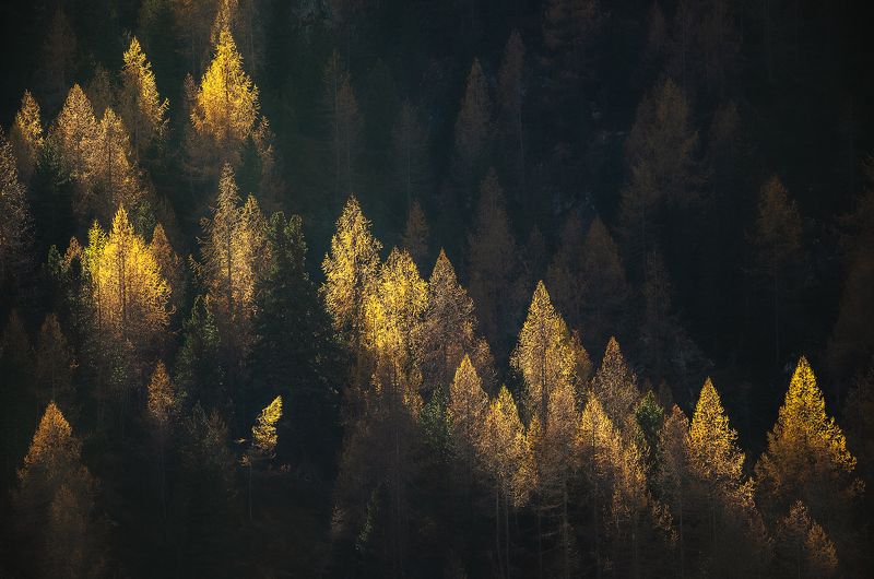 Magical lanterns of the forest фото превью