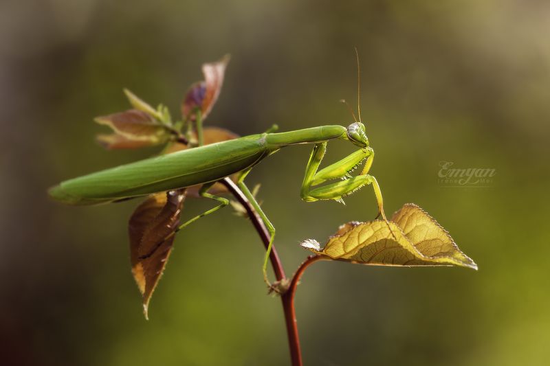 mantis, animals, nature, macro, macrophotography, mantis religiosa, playing mantis, богомол, макро, насекомые, животные, insects В закатных лучах фото превью
