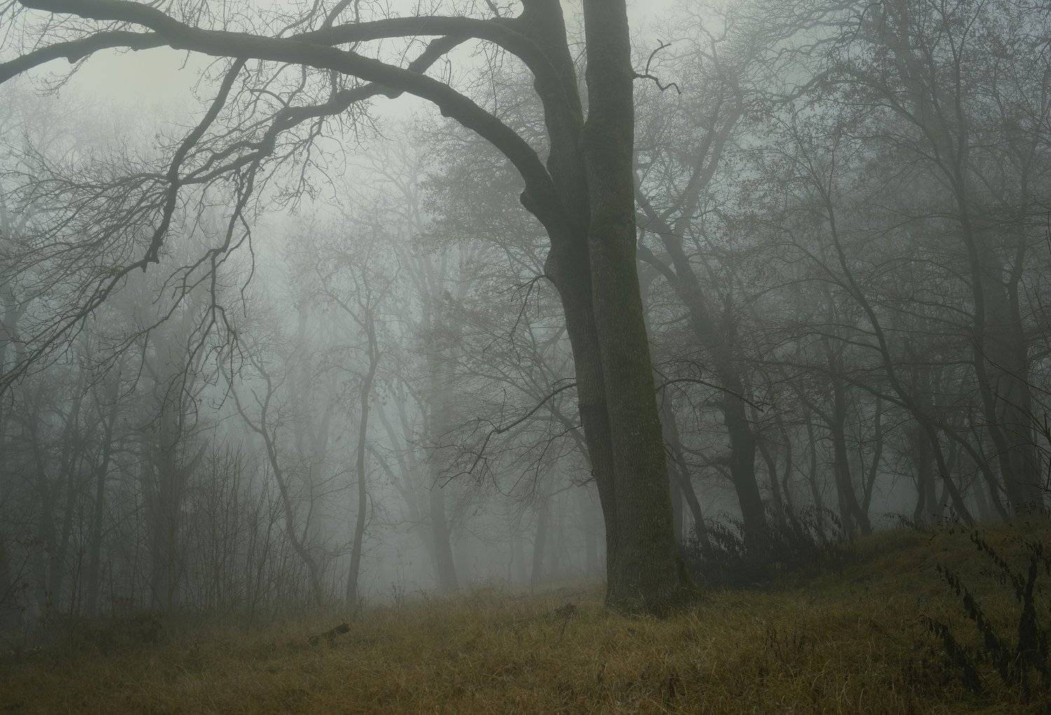 осень лес деревья листья туман, Александр Жарников