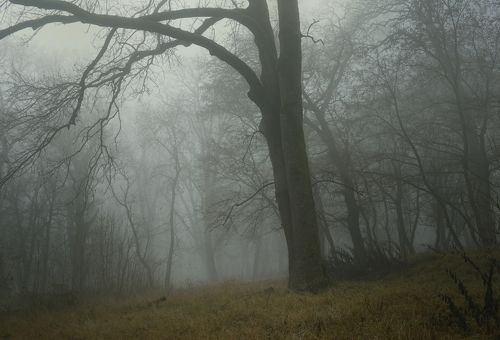 Туманный рассвет