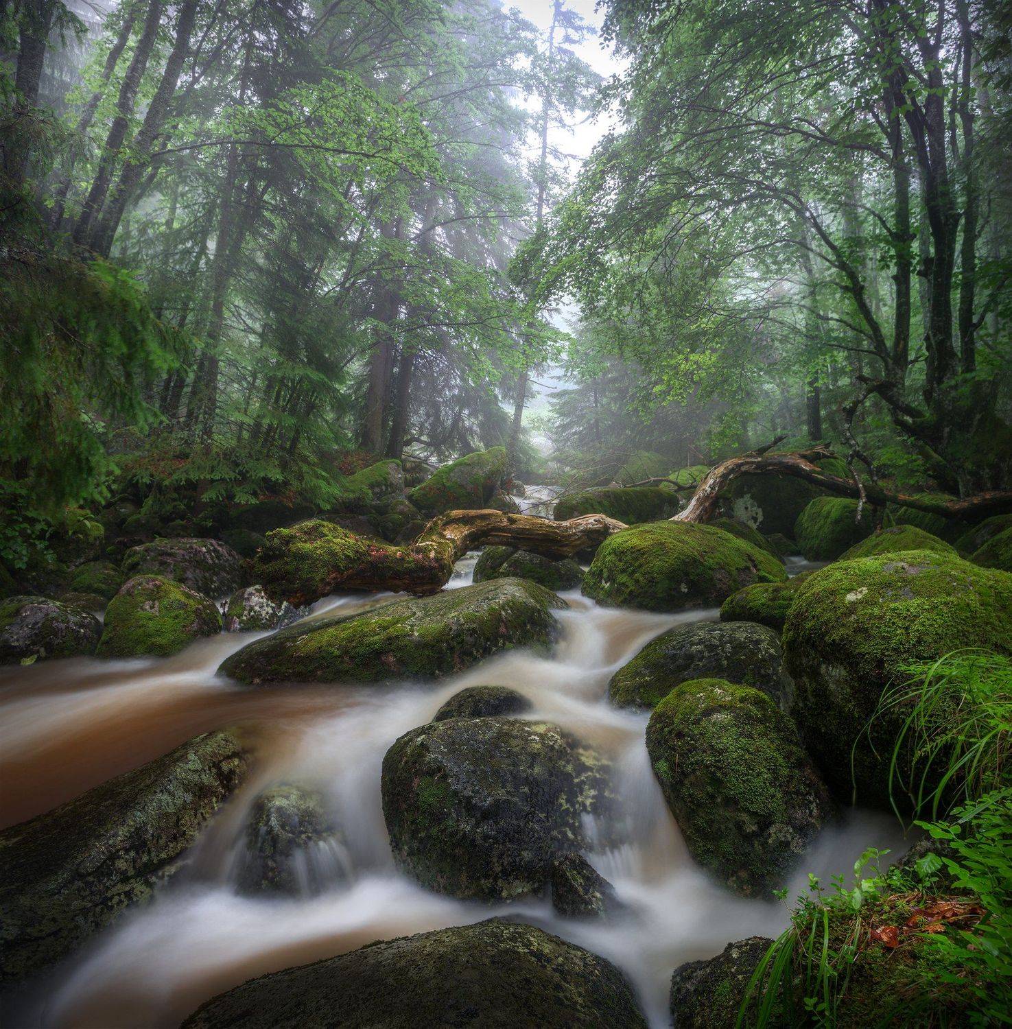 landscape nature scenery forest wood mist misty fog foggy river longexposure mountain rocks vitosha bulgaria туман лес, Александър Александров