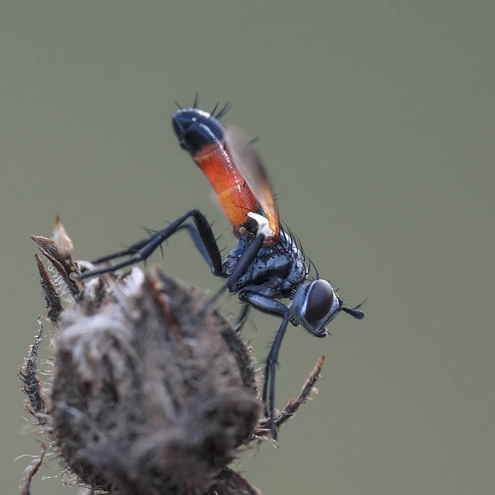 макро, насекомые, мухи, ежемуха, Александр Земляной