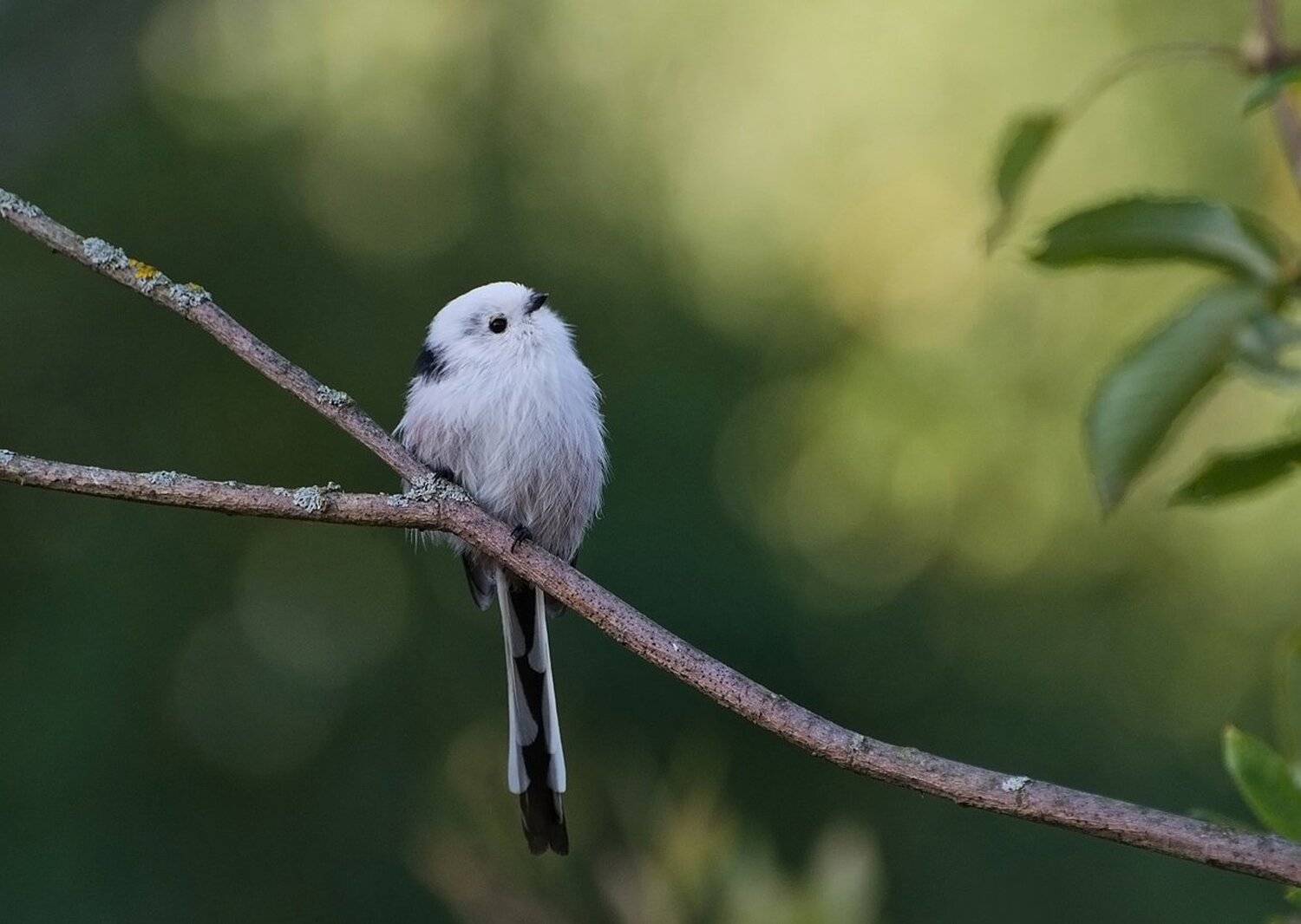 ополовник, длиннохвостая синица, птица, Михаил Агеев