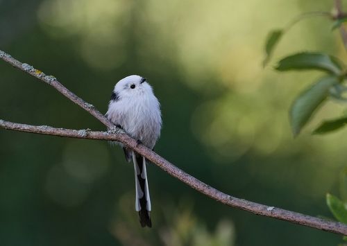 Ветка птиц не выбирает. Ополовник