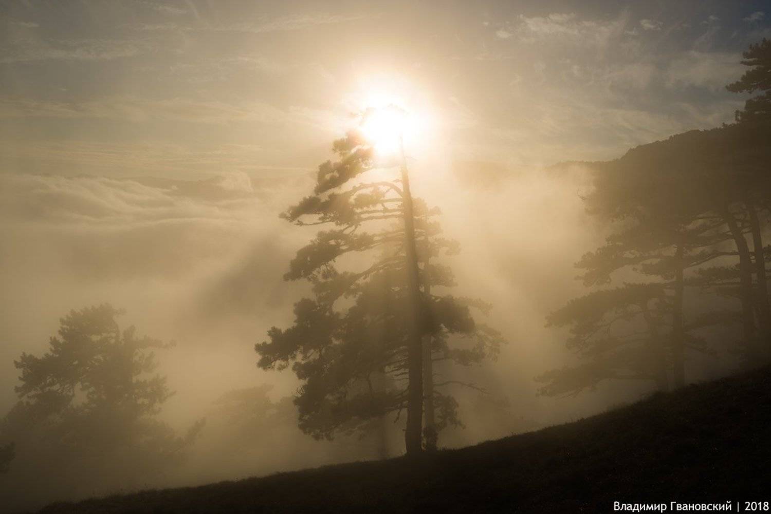, Гвановский Владимир