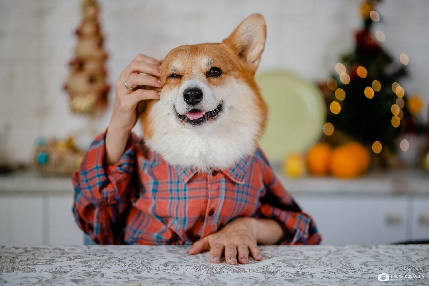 dog, pup, Nadya Kulagina