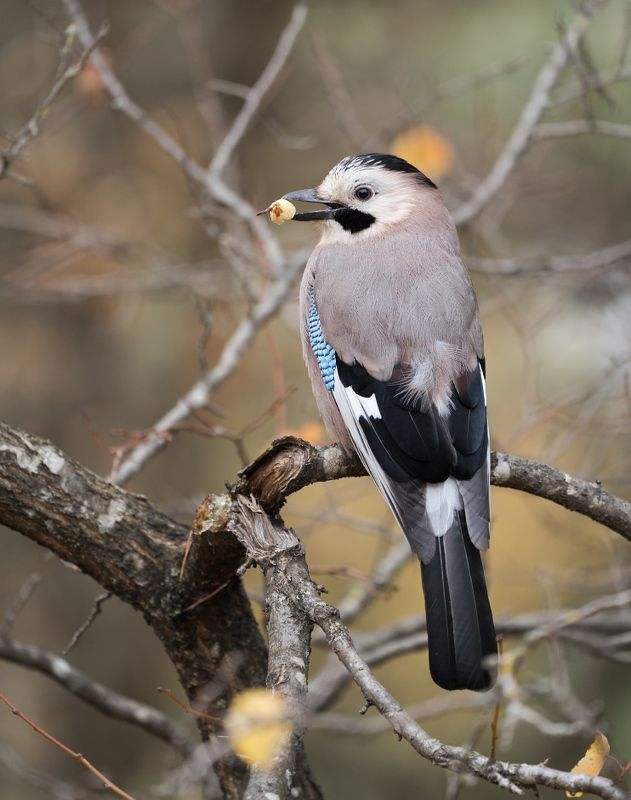 Сойка, жёлудь Моё... фото превью