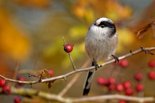 Long-tailed tit (Aegithalos caudatus)