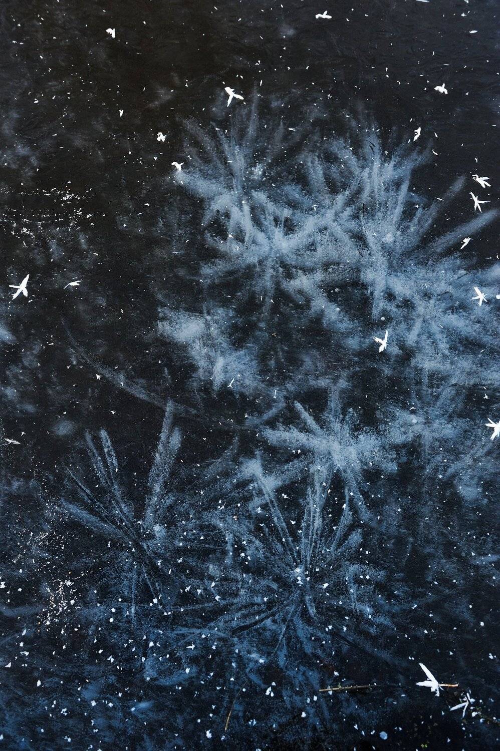 природа вода водоем озеро пруд растение растительность узор абстракция паттерн текстура воздух пузырьки толща лед мороз зима осень, Григорий Пиль