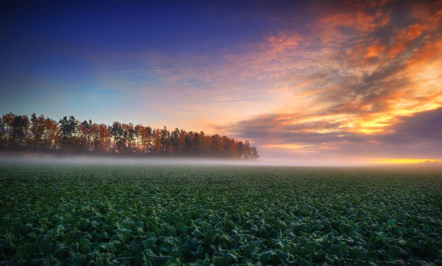 рассвет, осень, поле, небо, дымка,, Сергей Шабуневич