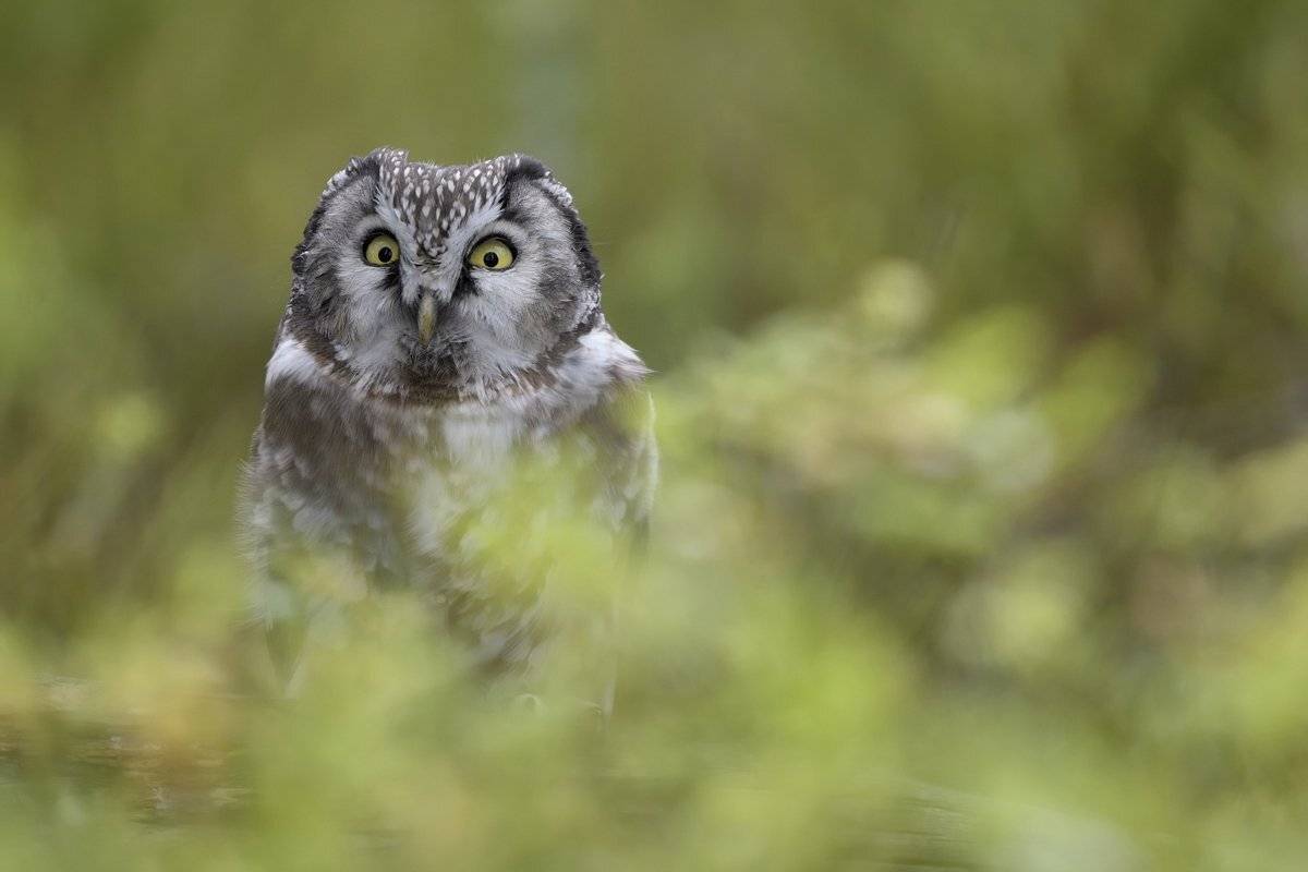 птицы birds, Jaroslav Mego