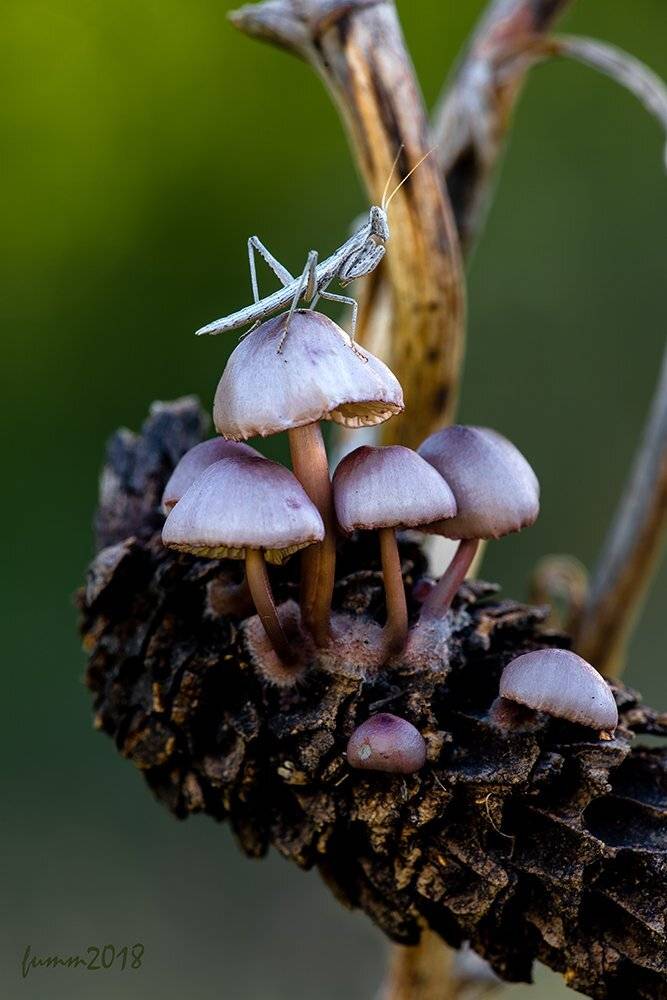 , Игорь ФУММ