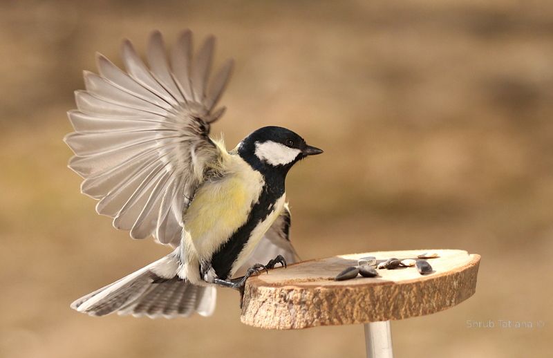 синицы в кормушке  фото превью
