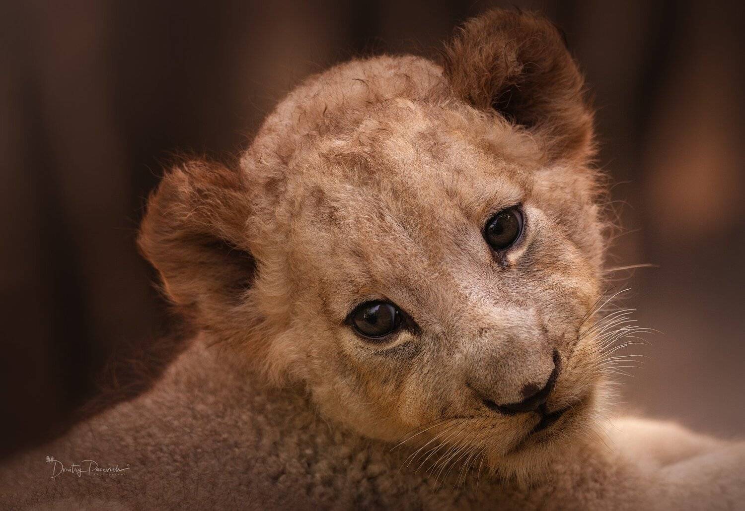 природа, животные, птицы, вьетнам, остров фукок, Дмитрий Посевич