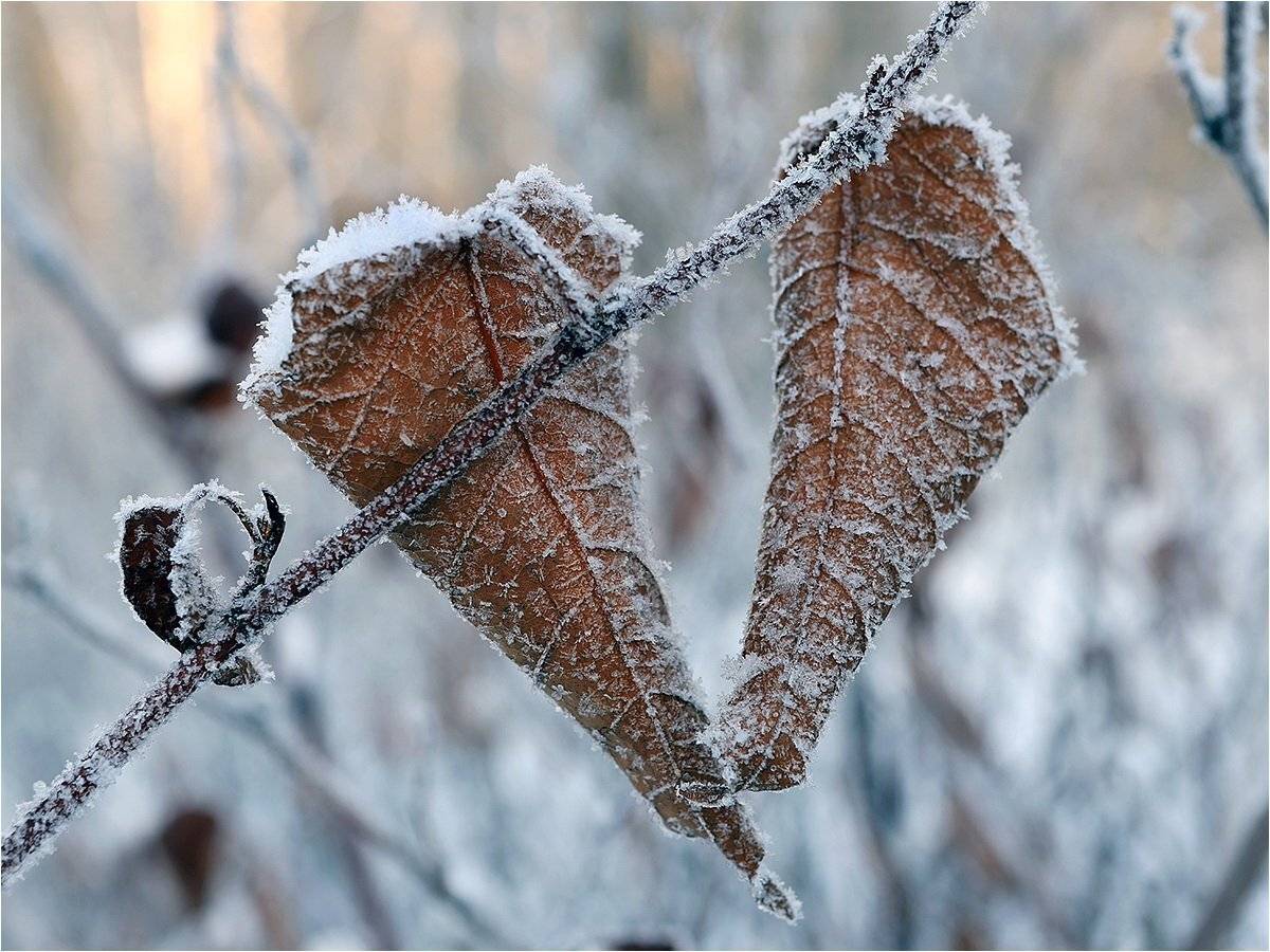 холодно, -15, изморозь, зима, лист, кустарник, макро,, Victor Pechenev