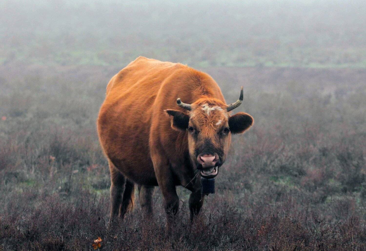 горы,осень,природа,животные,корова, Marat Magov