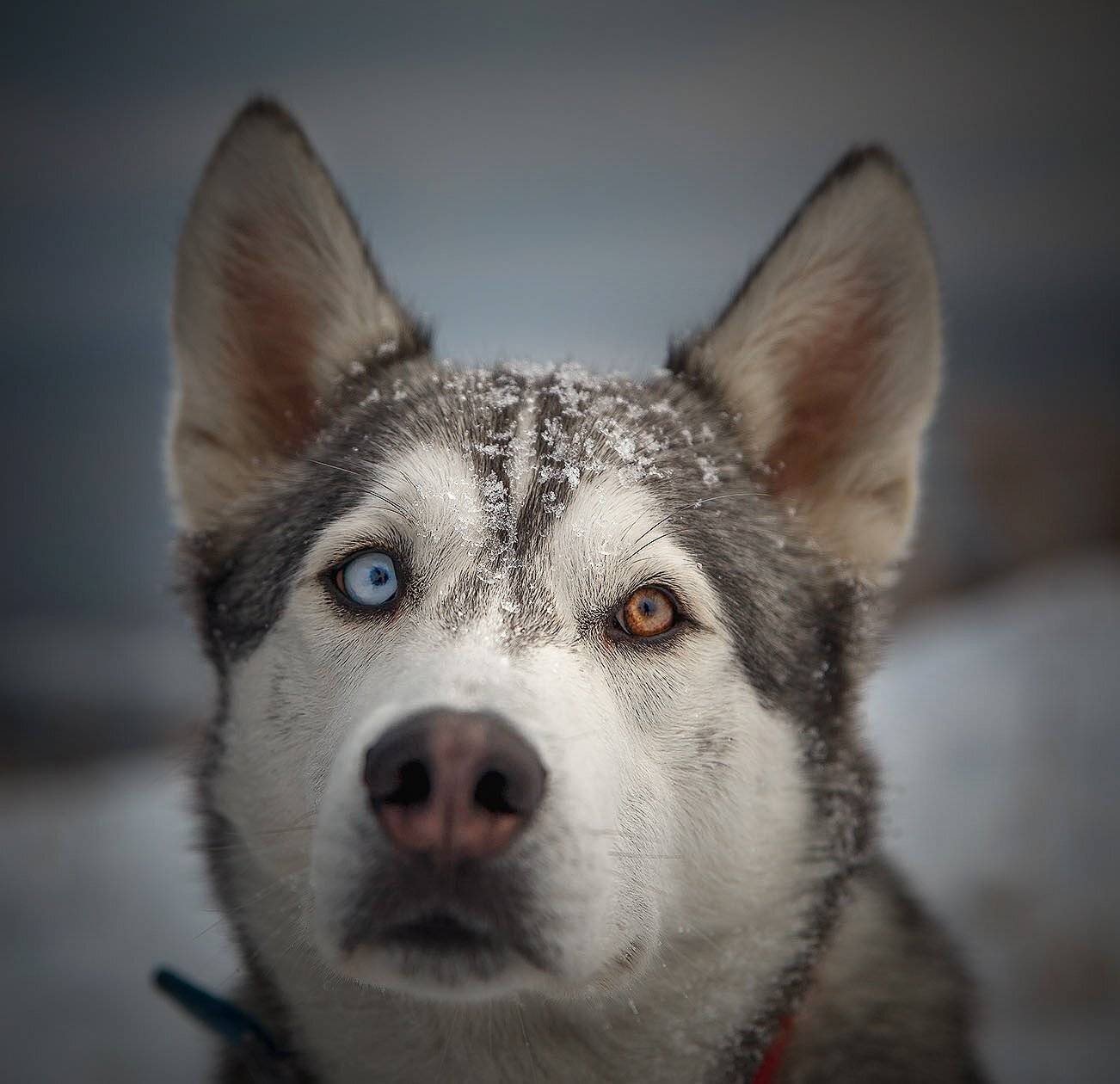 , Артем Удодов