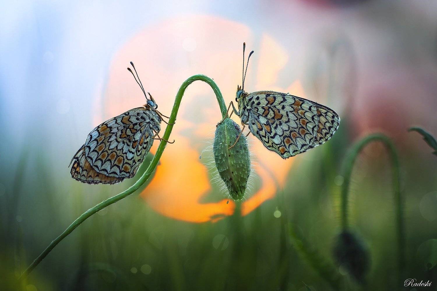 , Roberto Aldrovandi