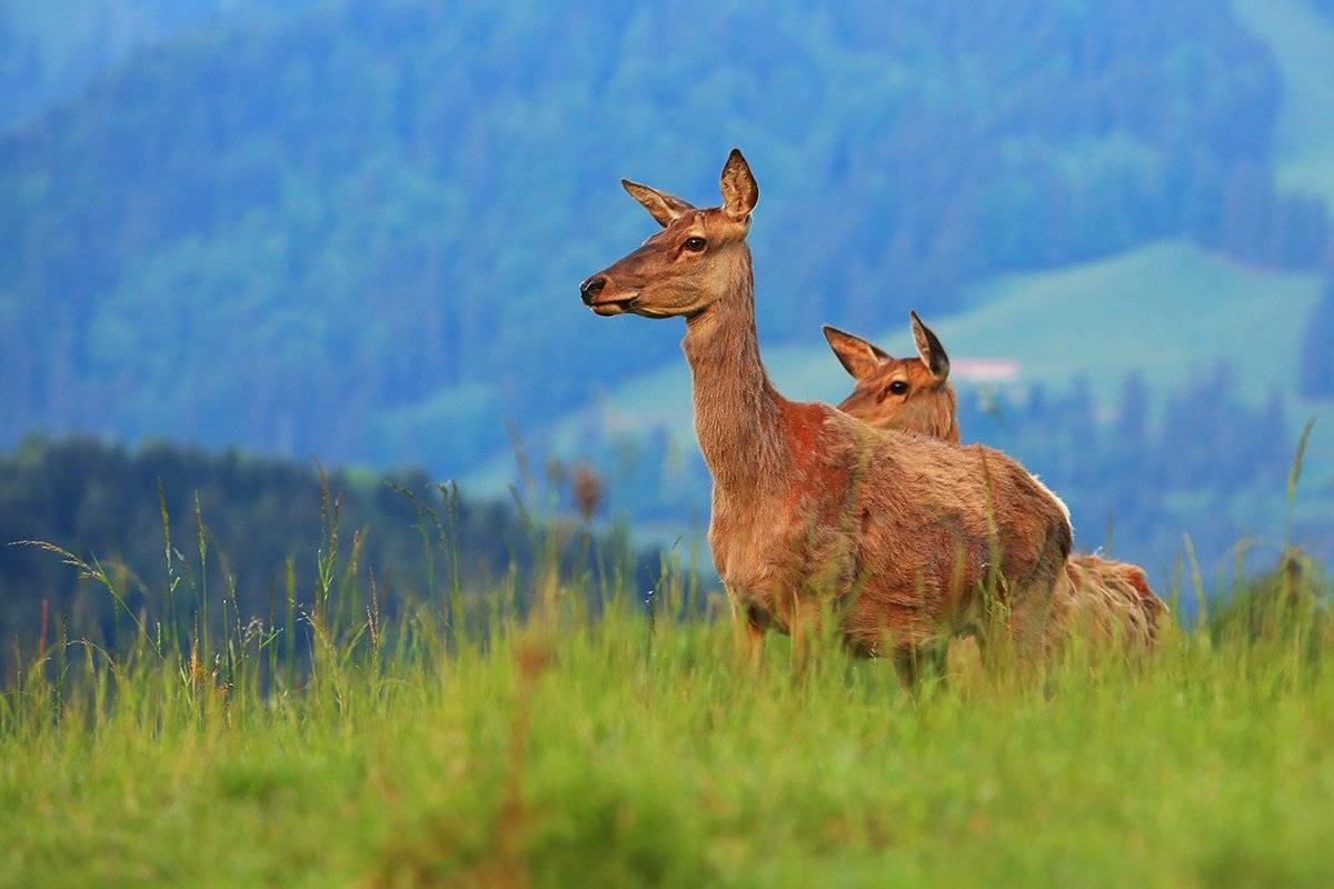 swiss, Матвеев Николай