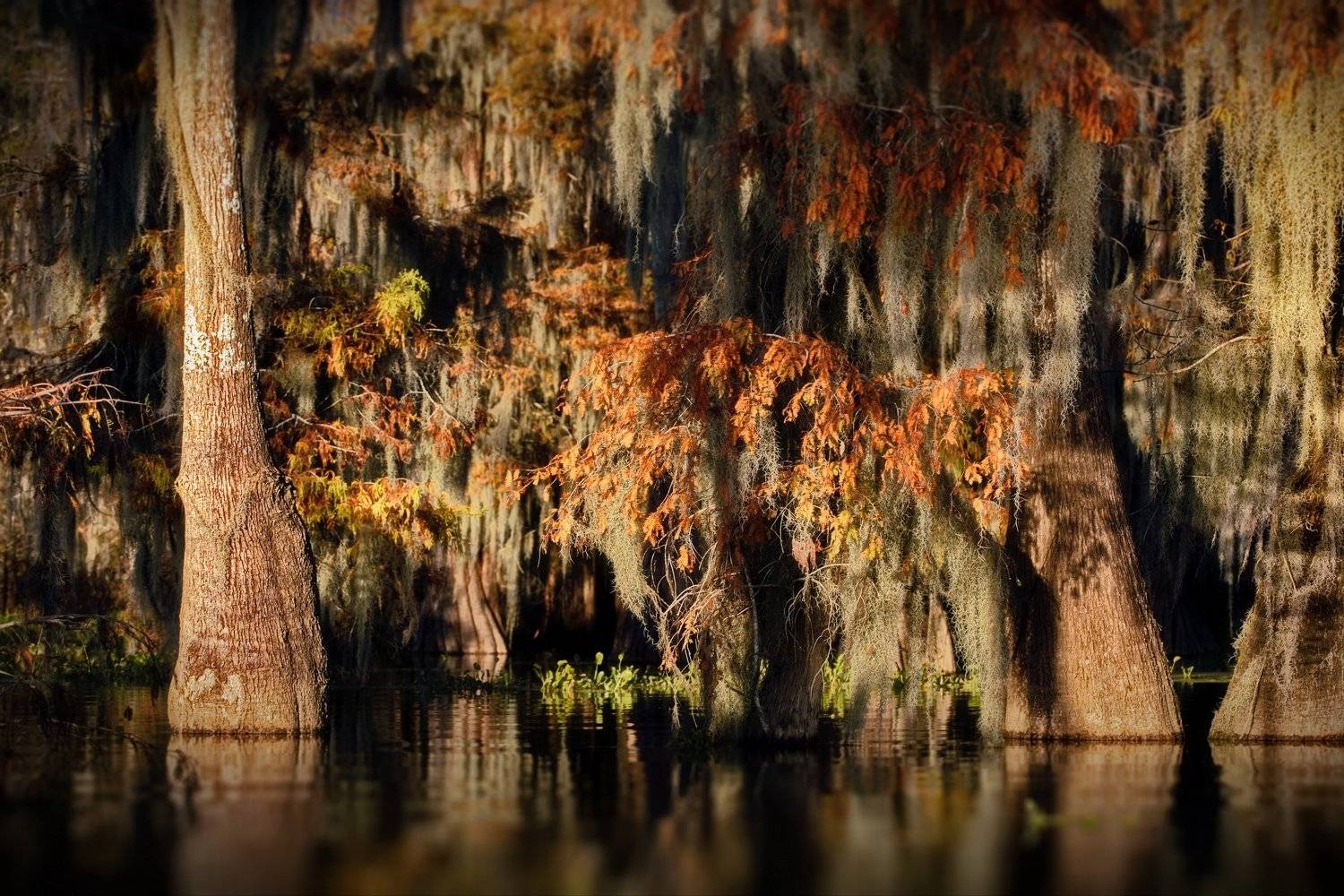 кипарисовые, болота, cypress, swamps, Александр Перов